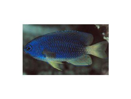 Pomacentrus caeruleus Sapínek dívčí
