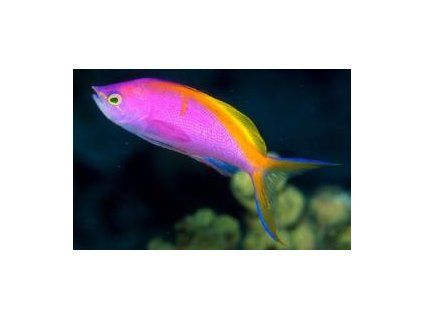 Pseudanthias barlettorum Bradáč Barlettův