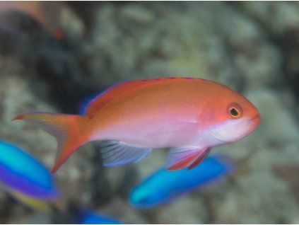 Pseudanthias cooperi Bradáč červený