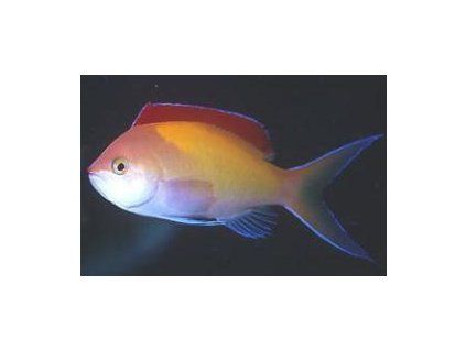 Pseudanthias dispar Bradáč srpovitý