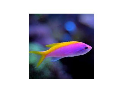 Pseudanthias evansi Bradáč Evansův