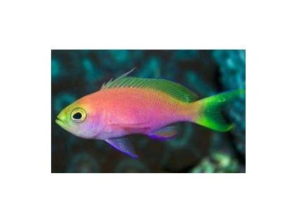 Pseudanthias pulcherimus Bradáč