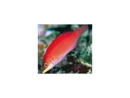 Pseudocheilinus evanidus Pyskounek bělovousý