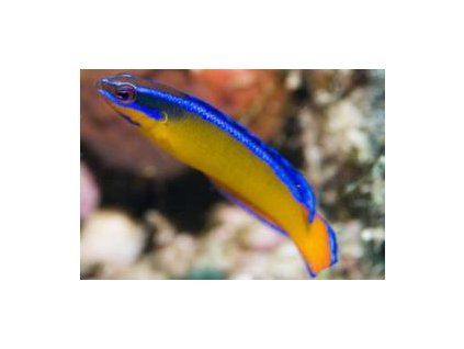 Pseudochromis aldabraensis Kaníček omanský