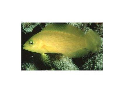 Pseudochromis fuscus Kaníček tmavý
