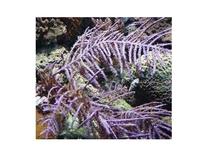 Pseudopterogorgia bipinnata Rohovitka péřová