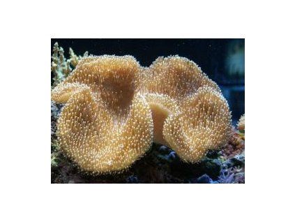 Sarcophyton elegans Laločnice kožnatá