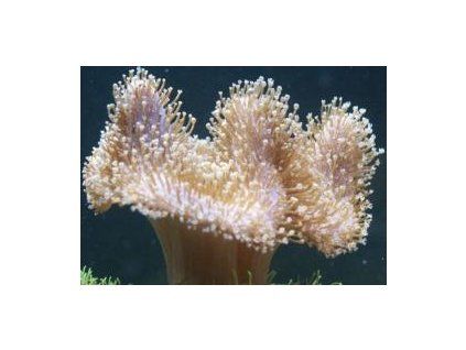 Sarcophyton glaucum Laločnice elastická