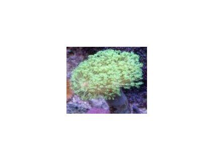 Sarcophyton glaucum neon Laločnice elastická - neonová