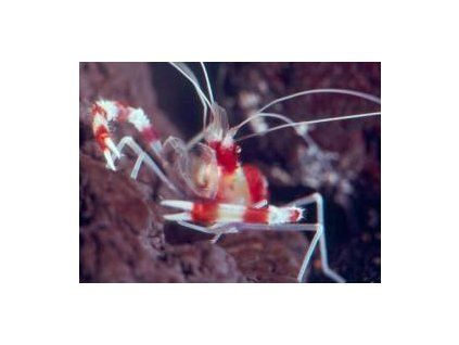 Stenopus hispidus Kreveta proužkovaná
