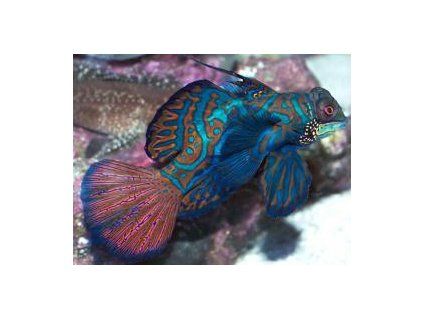 Synchiropus splendidus Vřeténka mandarín