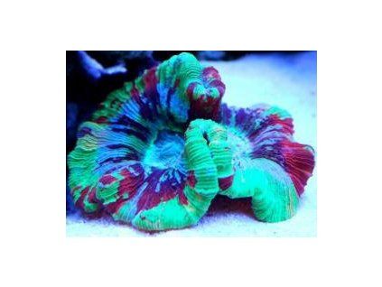 Trachyphyllia Rainbow Houbovník duhový