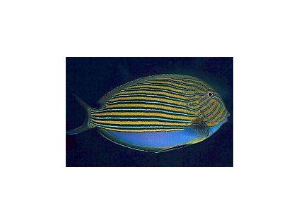 Acanthurus lineatus Bodlok proužkovaný