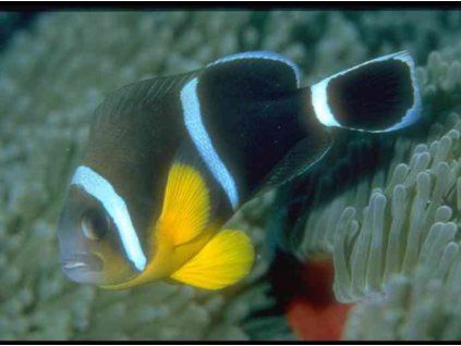 Amphiprion chrysogaster Klaun modropruhý