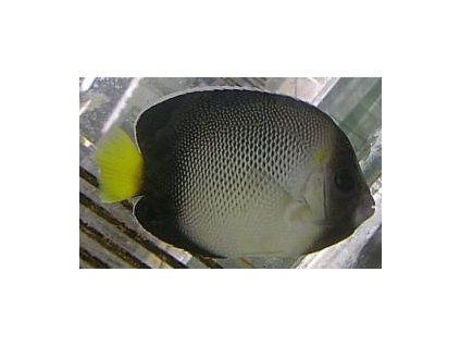 Apolemichthys xanturus Pomec plavoocasý