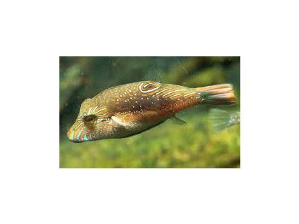 Canthigaster bennetti Hranobřich Bennettův