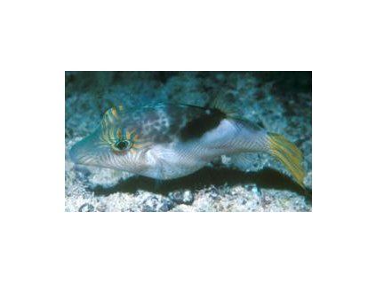 Canthigaster epilampra Hranobřich lucernový