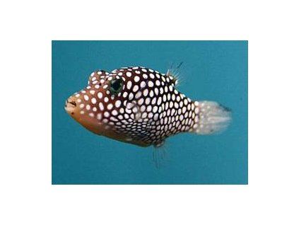 Canthigaster jactator Hranobřich tečkovaný