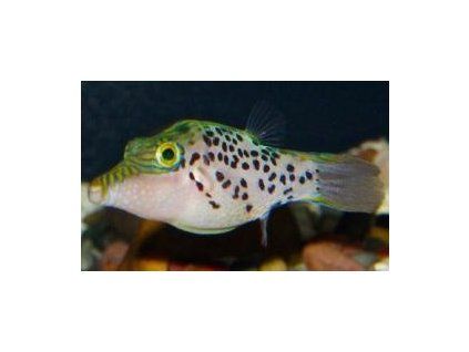 Canthigaster leoparda Hranobřich leopardí