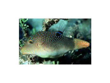 Canthigaster solandri Hranobřich Solandrův