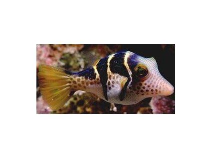 Canthigaster valentini Hranobřich Valentinův