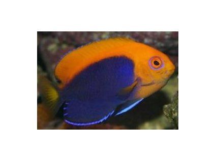 Centropyge acanthops Pomec trnoš