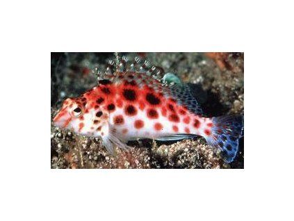 Cirrhitichthys oxycephalus Štětičkovec špičatohlavý