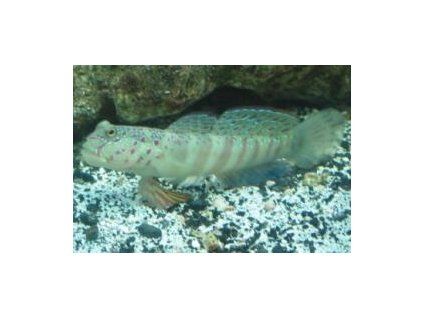 Cryptocentrus leptocephalus Hlaváč úzkohlavý