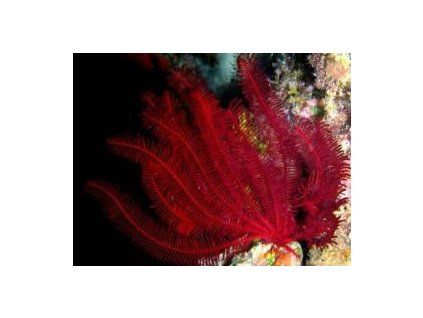 Himerometra robustipinna Lilijice