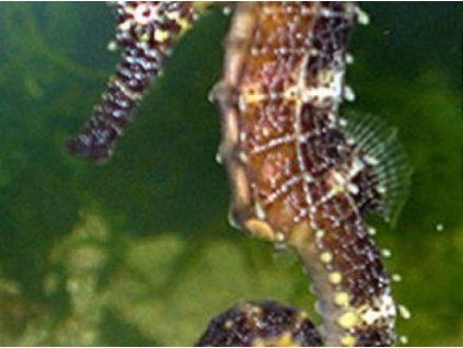 Hippocampus comes Koníček s tygřím ocasem