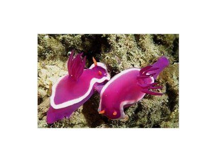 Hypselodoris bullocki Plž