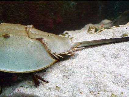 Limulus polyphemus Krab trnitý