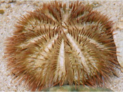 Lytechinus variegatus white Jehelníček Uličník bílý