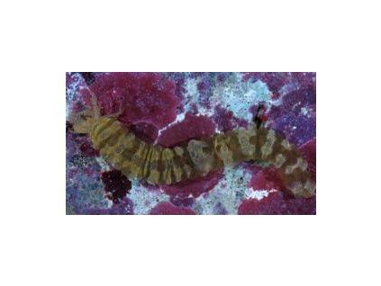 Opheodesoma australiensis červosumýš australský