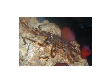 Percnon gibbesi Krab malý