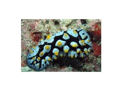 Phyllidia sp. Plž Phyllidia