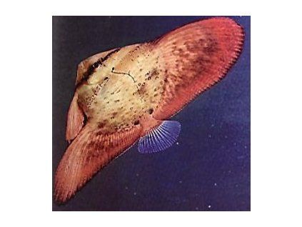 Platax orbicularis Netopýrník velký