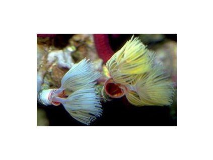 Protula bispiralis Rournatec dvoukorunkový