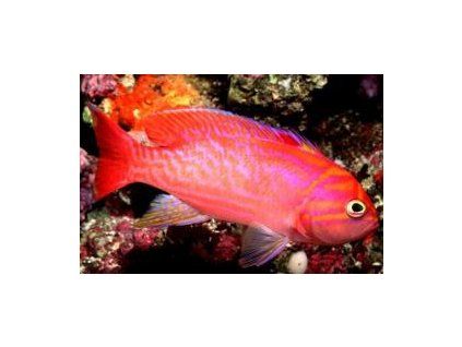 Pseudanthias bimaculatus Bradáč dvouskvrnný
