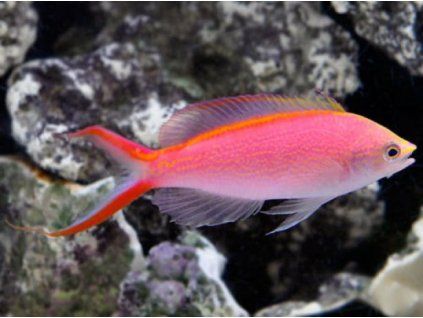 Pseudanthias smithvanizi Bradáč smithvanizi