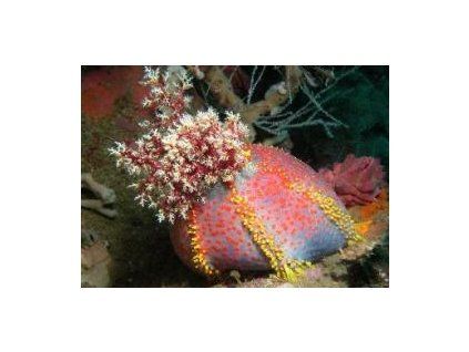 Pseudocolochirus Sumýš - mořské jablko