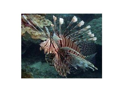 Pterois volitans Perutýn ohnivý