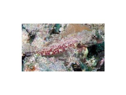 Synchiropus ocellatus Vřeténka
