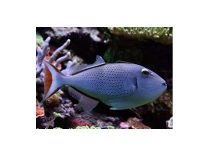 Xanthichthys ringens Ostenec sargasový