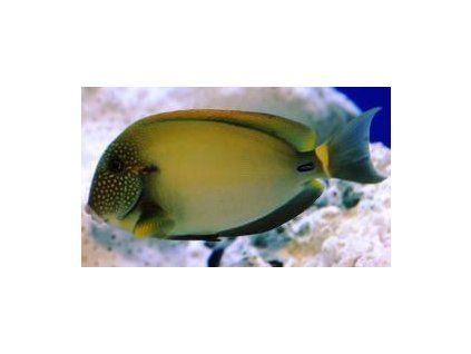 Acanthurus maculliceps Bodlok pihovatý