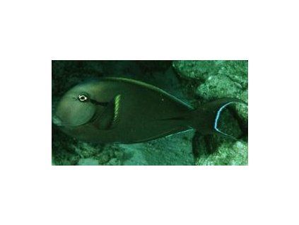 Acanthurus nigricauda Bodlok nárameníkový