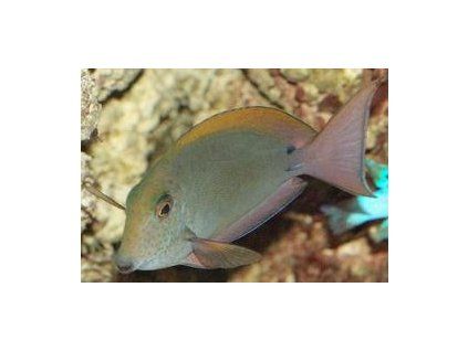 Acanthurus nigrofuscus Bodlok hnědý
