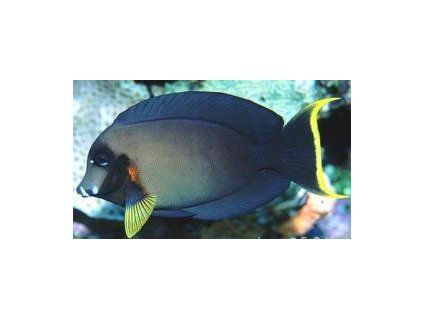 Acanthurus pyroferus Bodlok maskovaný