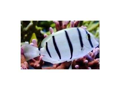Acanthurus triostegus Bodlok černopruhý