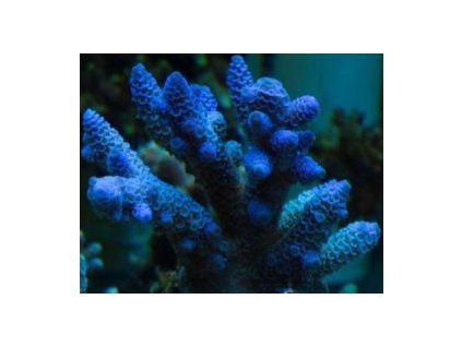 Acropora - blue Větevník - modrý